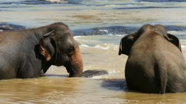 Elephants family in river — Stock Video