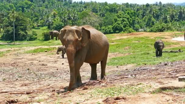 Elefantes salvajes en Sri Lanka — Vídeo de stock