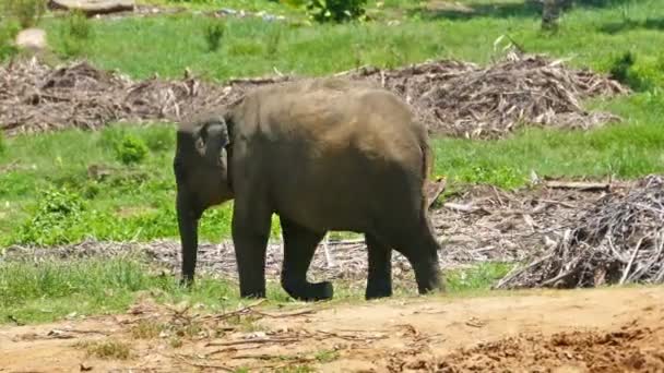 Sri Lanka vahşi fil — Stok video