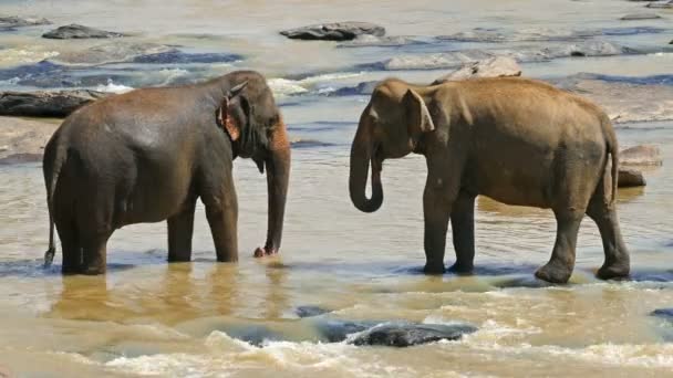 Elefantes en el río de Sri Lanka — Vídeo de stock