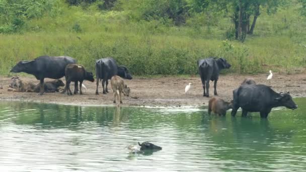 Many wild buffaloes in lake — Stock Video