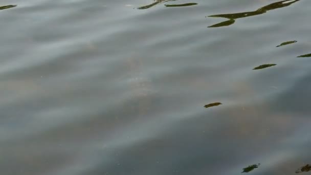 Secuencia de lagarto en el agua — Vídeo de stock
