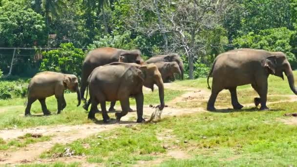 Sri Lanka'da yürüyüş filler — Stok video