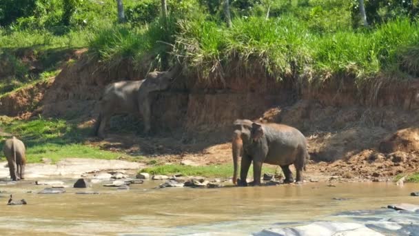 Elephants herd in the river — Stock Video