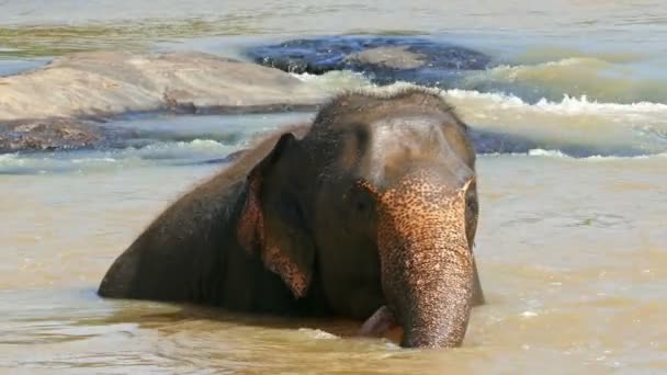 Слон на реке в Шри-Ланке — стоковое видео