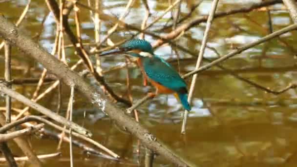 Martín pescador pájaro en árbol — Vídeo de stock