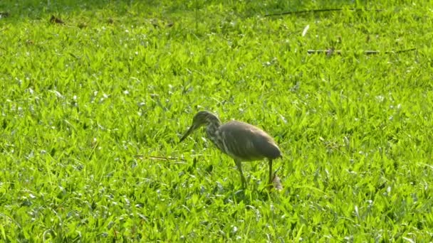 Heron lagoa indiana — Vídeo de Stock