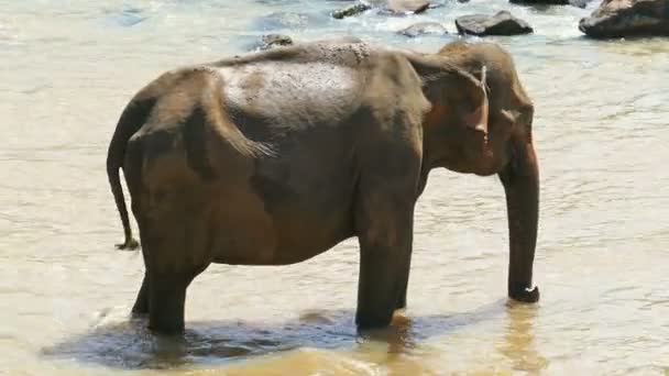 Ελέφαντας στο ποτάμι της Σρι Λάνκα — Αρχείο Βίντεο