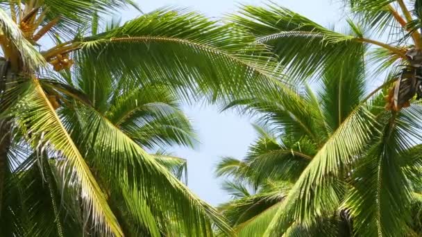 Листья кокосовых пальм — стоковое видео