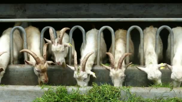 Cabras brancas na fazenda — Vídeo de Stock