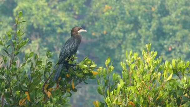 Grand Cormoran écartant les ailes — Video
