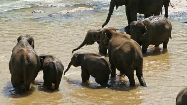 Rebaño de elefantes en el río — Vídeo de stock