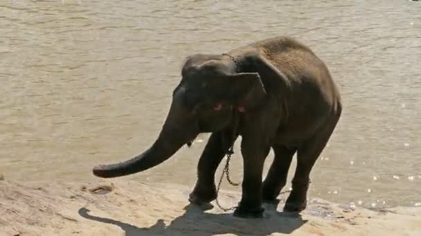 Слон на Шри-Ланке — стоковое видео