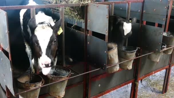 Kalveren in boerderij stal — Stockvideo