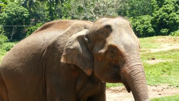Elefante en Sri Lanka — Vídeos de Stock
