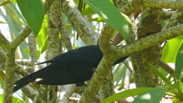 Ptak Drongo na drzewo — Wideo stockowe