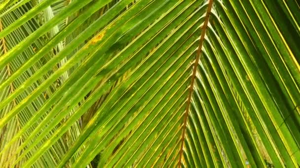 Palm leaves background — Stock Video