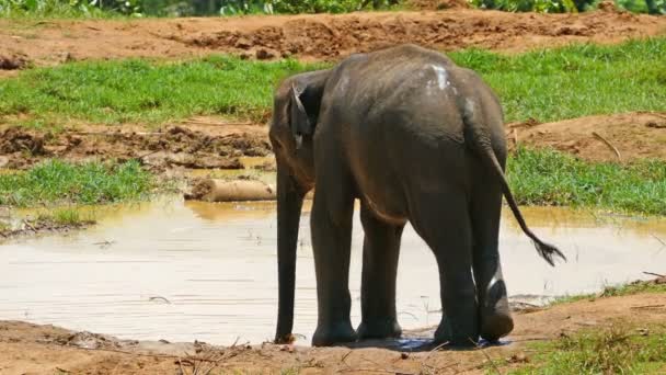 Elefante em Sri Lanka — Vídeo de Stock