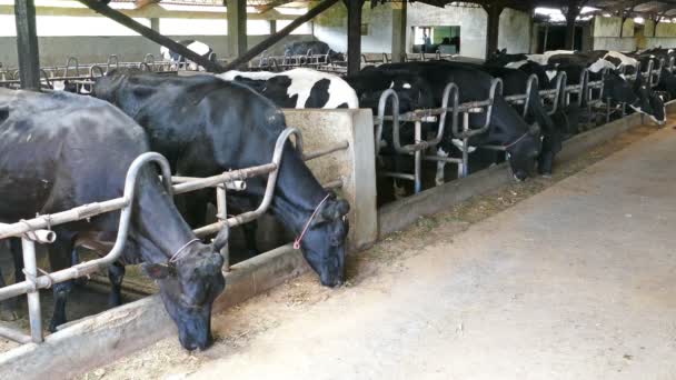 Vaches dans une étable de ferme — Video