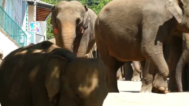 Elefantes calle peatonal — Vídeo de stock