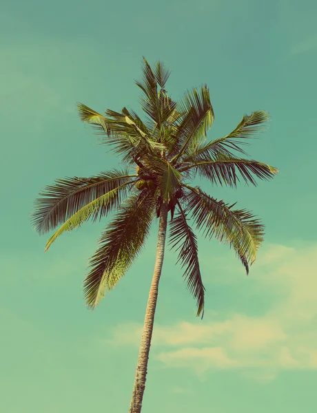 Coconut palm - vintage retro style — Stock Photo, Image