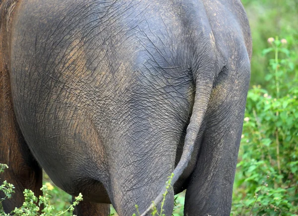 Vue arrière de l'éléphant — Photo