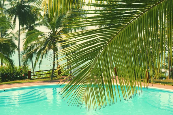 Palm leaf and pool - vintage retro style — Stock Photo, Image