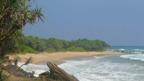 Praia tropical e coqueiros — Vídeo de Stock