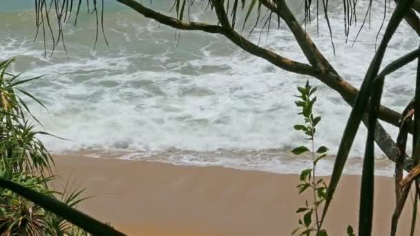 Praia oceânica através de moitas costeiras — Vídeo de Stock