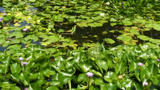 Lago com flores de lótus — Vídeo de Stock