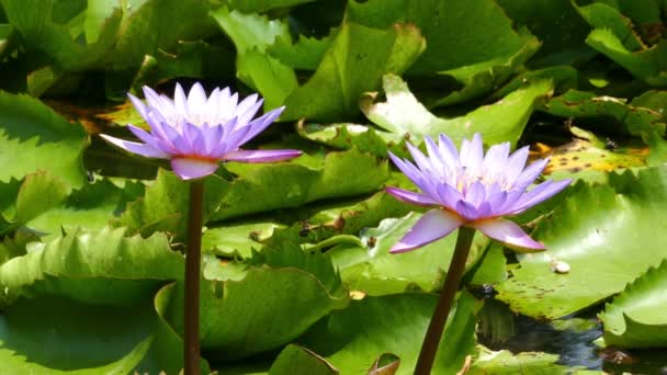 Lake with lotus flowers — Stock Video