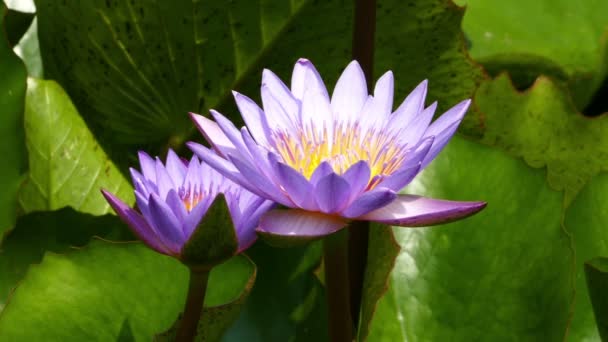 Lac avec fleurs de lotus — Video