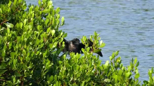 Grande Cormorão na árvore — Vídeo de Stock