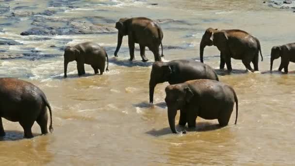 Wilde olifanten in rivier — Stockvideo