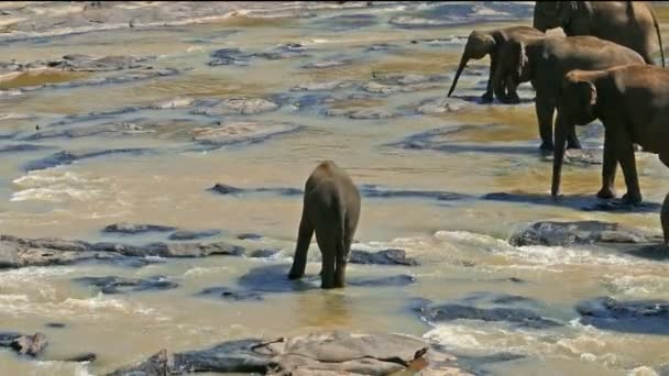 Elefantes selvagens no rio — Vídeo de Stock