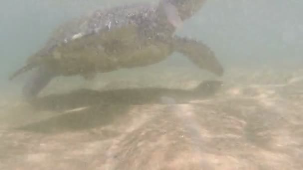Большая морская черепаха — стоковое видео