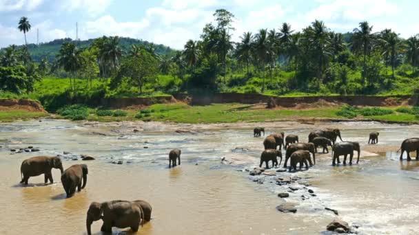 Wilde Elefanten im Fluss — Stockvideo