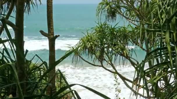 Plage océanique à travers les fourrés côtiers — Video