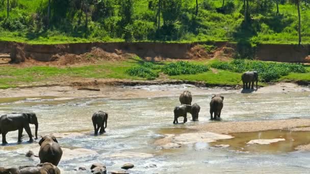 Wild Elephants in river — Stock Video