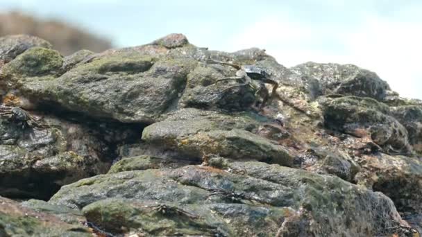 Cangrejos arrastrándose sobre piedra — Vídeos de Stock