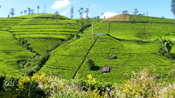 Plantación de té de montaña — Vídeo de stock