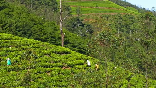 Vrouwen uit Sri Lanka oogsten thee bladeren — Stockvideo