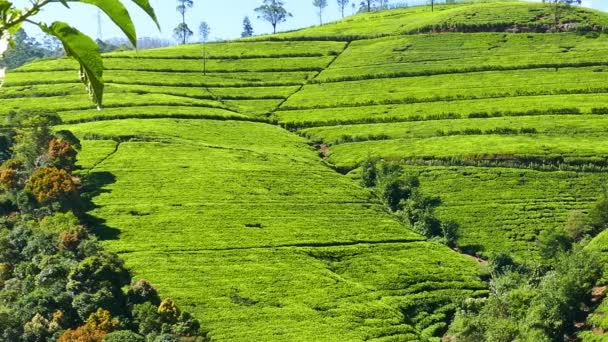 Hegyi tea ültetvény — Stock videók