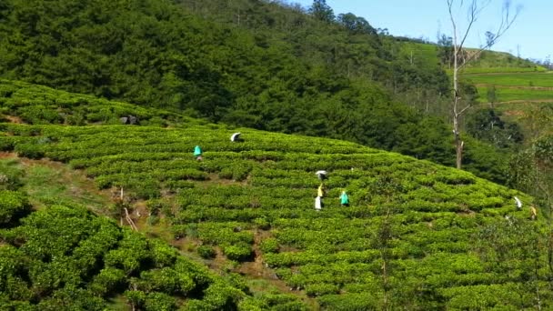 Nők a Srí Lanka-i betakarítási tea levelek — Stock videók