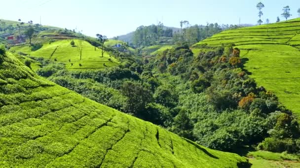 Mountain tea plantation — Stock Video