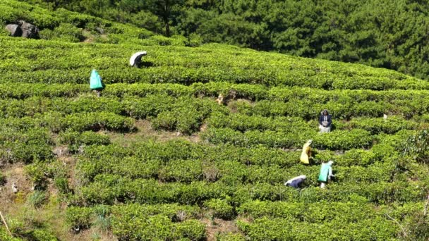 Mujeres de Sri Lanka cosechan hojas de té — Vídeos de Stock