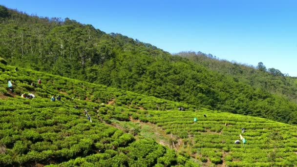 Mulheres do Sri Lanka colhendo folhas de chá — Vídeo de Stock
