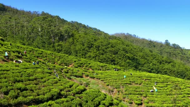 Mujeres de Sri Lanka cosechan hojas de té — Vídeos de Stock