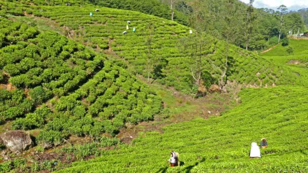 Mujeres de Sri Lanka cosechan hojas de té — Vídeo de stock