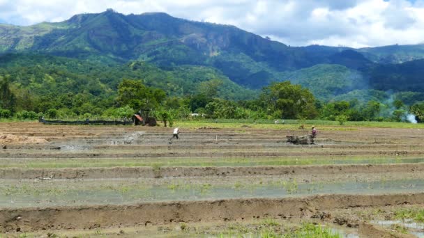 Рисовая плантация Шри-Ланки — стоковое видео